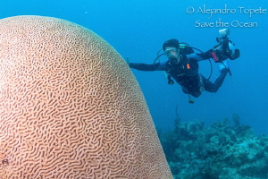 Huge Brain and Photographer, Chinchorro Mexico by Alejandro Topete 